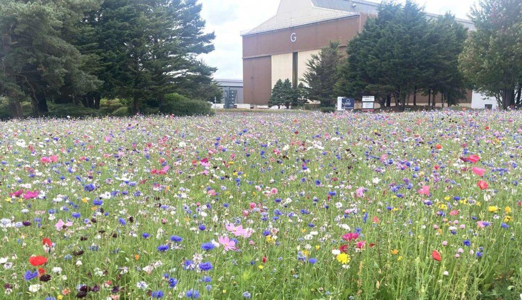 New wildflower garden blooms in the heart of Westway