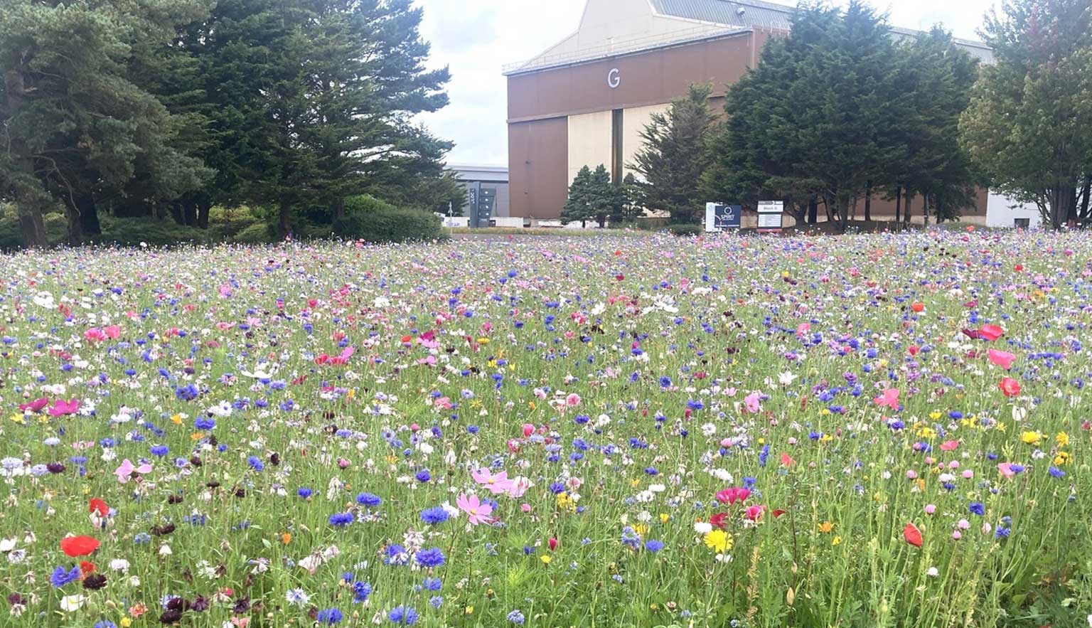 New wildflower garden blooms in the heart of Westway